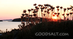 Coastal Wildflowers at Sunset