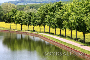 Trees Beside Still Waters