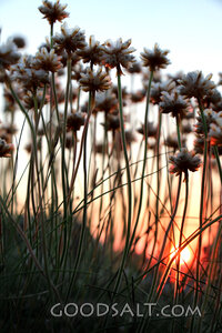 Wildflowers at Sunset
