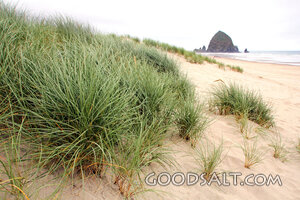 Dune Grass by the Sea