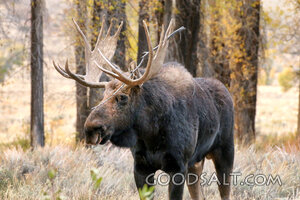 Bull Moose in the Creator’s Forest