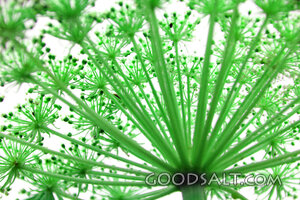 Umbel Seed Head of Creation
