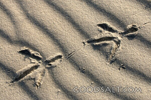 Bird Tracks Across the Sand
