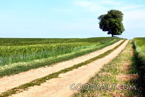 The Narrow Country Road