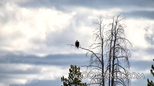 Eagle Watch in the Storm Clouds