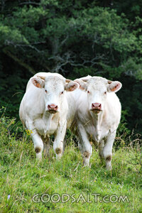 Cattle in the Meadow