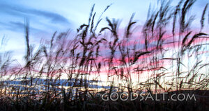 Reeds at Evening Light