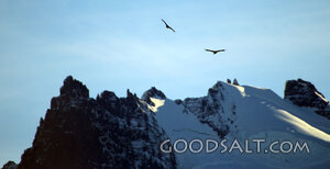 Snowy Peaks Under Soaring Birds