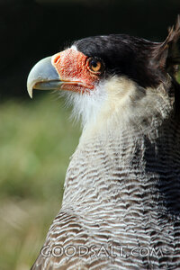 Crested Caracara Watch