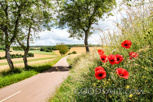 Country Road Through Poppies and Fields