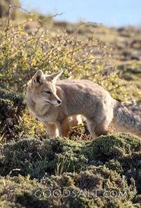 Wild Fox Among the Thorns