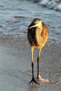 Heron at the Water’s Edge