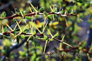 Thorns of the Passion