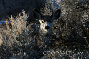 Deer Among the Desert Thickets
