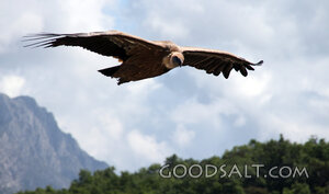 Wings Over the Mountain Heights
