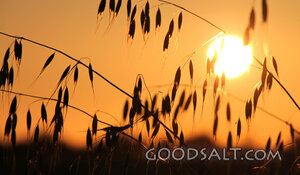 Harvest Light at Evening