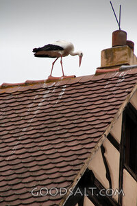 Stork on the Rooftop