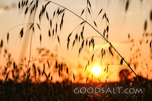 Grain Field at Golden Sunset