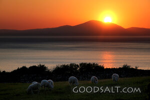 Sheep at Sunset by Still Waters