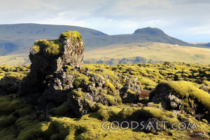 Moss-Covered Rocks in the Wilderness