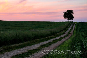 Country Path at Evening