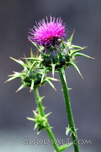 Thistle Bloom Among Thorns