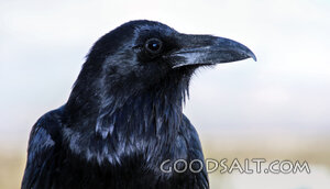 Raven of Providence