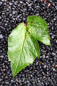 Leaf of Renewal on River Stones