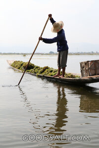 Fisherman Poling a Harvest Boat