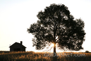 Tree at Daybreak Beside a Rural Home