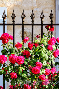 Roses at the Garden Gate