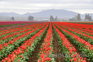Tulip Fields of Creation