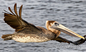 Pelican in Flight Over the Waters