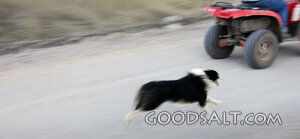 Farm Dog Running Beside an ATV