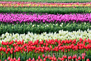 Tulip Rows of Spring Renewal