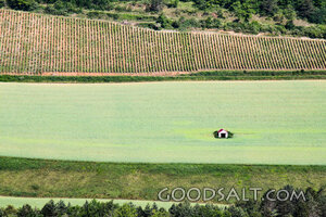 Vineyard Rows and Quiet Field Shelter