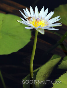 Lily of the Pond