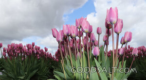 Tulips Beneath the Open Heavens