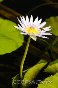 Water Lily and Honeybee in Creation Light