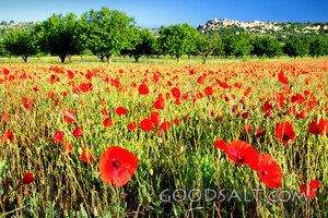 Poppies of the Field