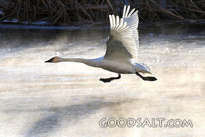 Swan Rising Over Frozen Waters