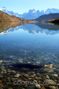 Trout in Clear Mountain Waters