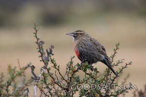 Songbird Among the Thorns