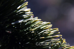 Evergreen Needles in Quiet Light
