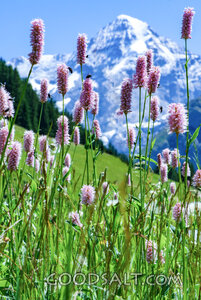 Alpine Wildflowers Before the Mountain