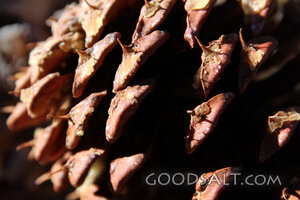 Seed Cone in Morning Light