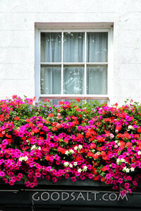 Flower Box Beneath a Cottage Window