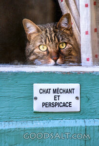 Watchful Cat at the Window