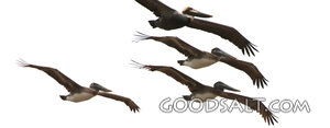 Pelicans in Provident Flight