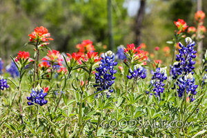 Bluebonnets and Paintbrush in Spring Meadow